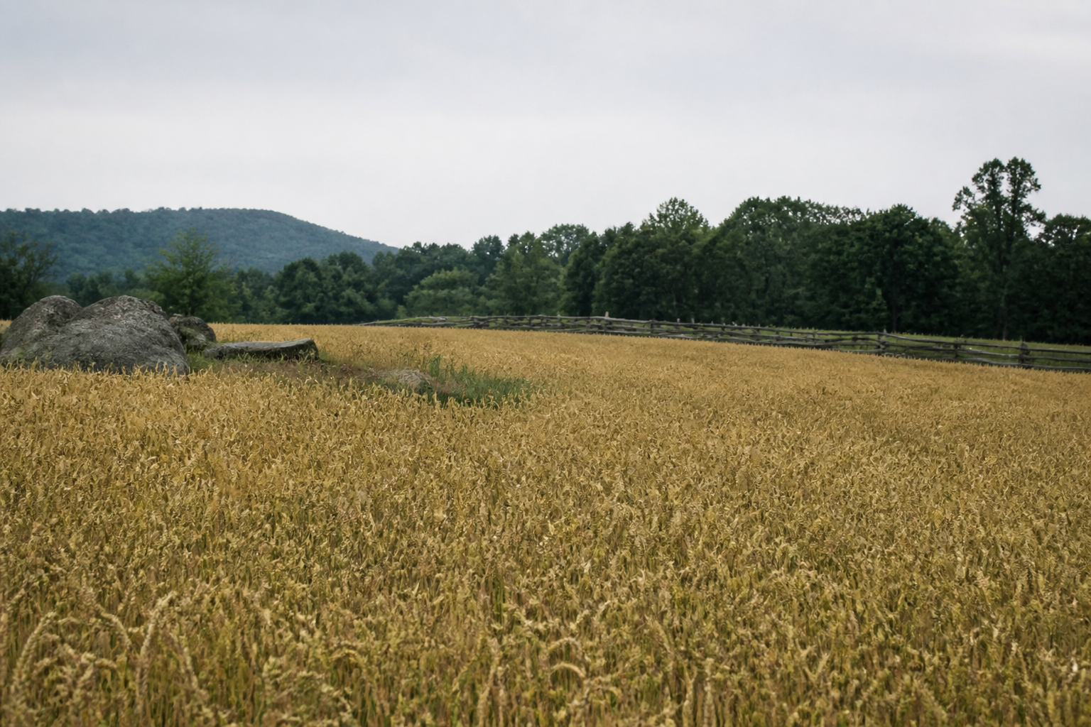 A Pennsylvania farm field of ripe wheat in early July, bounded by a worm rail fence and a line of dark trees, with grey boulders breaking the ground on the left and low hills behind.